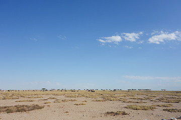 Image showing Etosha landscape