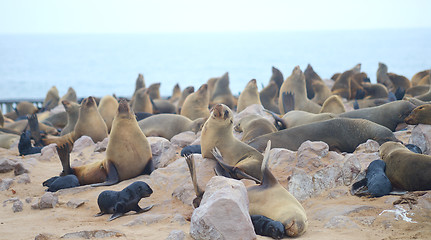 Image showing Seals at Cape Cross