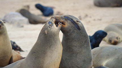 Image showing Seals at Cape Cross