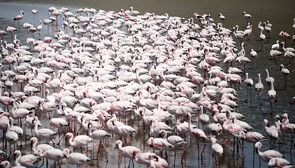 Image showing Flamingoes