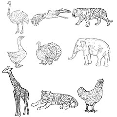 Image showing Sketch elephant, tiger, eagle, rooster, giraffe, ostrich, turkey, goose. chicken on a white background. illustration