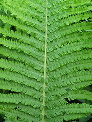 Image showing Fern leaf