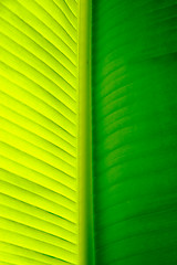 Image showing Close-up of a banana palm tree leaf