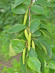 Image showing Birch catkins