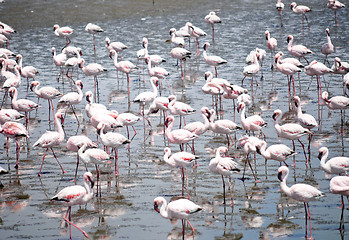 Image showing Flamingoes