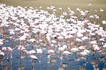 Image showing Flamingoes