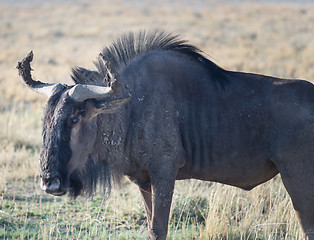 Image showing antelope gnu