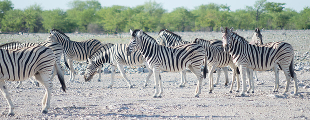 Image showing zebras in Africa