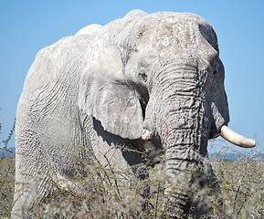 Image showing old elephant