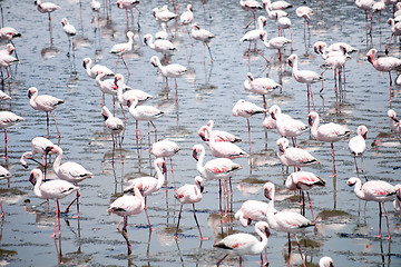 Image showing Flamingoes