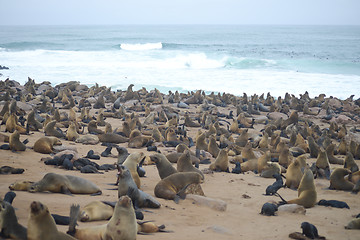 Image showing Seals at Cape Cross