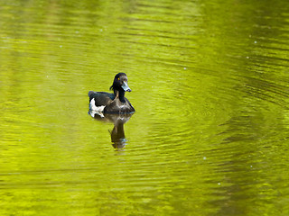 Image showing Tufted duck (Aythya fuligula)