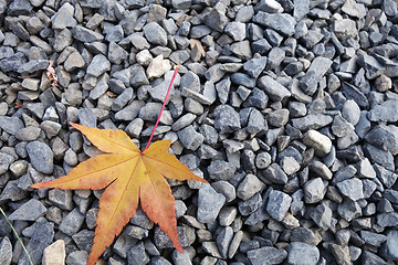 Image showing Yellow leave lie on unpolished natural stone