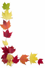 Image showing Autumn Maple Leaf Frame