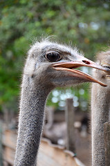 Image showing Ostrich on the farm