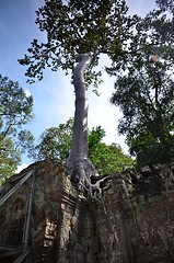 Image showing Ta Prohm Temple, Angkor, Cambodia