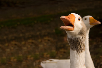 Image showing Vocal Goose