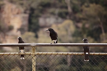 Image showing Bird on a fence