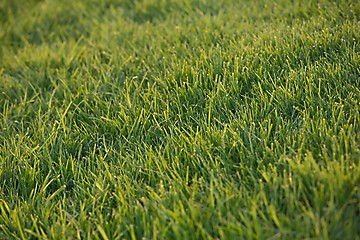 Image showing Green Grass Field