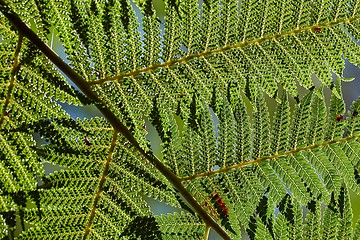 Image showing Fern leaves background