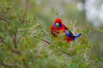 Image showing Parrot in the branches