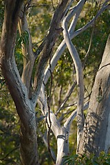 Image showing Trees in the woods