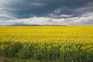 Image showing Rapeseed field landscape