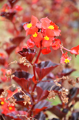 Image showing Flowers begonia. Begonia is a flower of extraordinary beauty