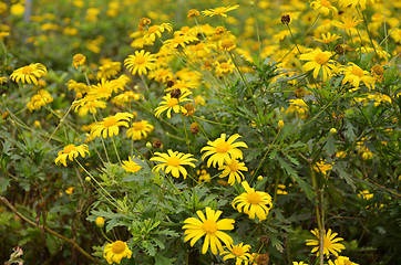 Image showing Coreopsis verticillata flower