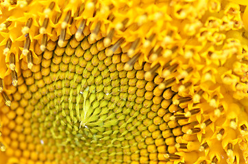 Image showing Close up of Sunflower