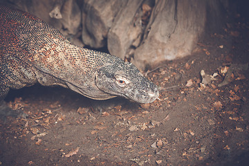 Image showing Varan lizard looking for prey