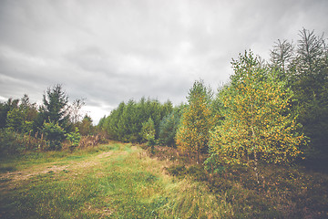 Image showing Countryside landscape with yellow birch trees