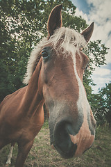 Image showing Horse with trendy haircut