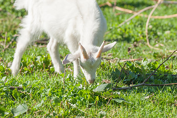 Image showing Goat kid eating grass on a green meadow