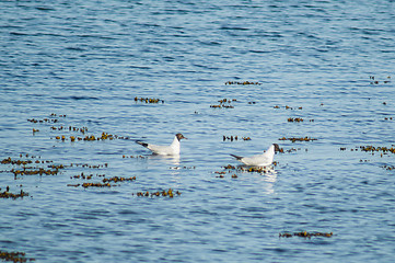 Image showing Black-headed gulls in blue water