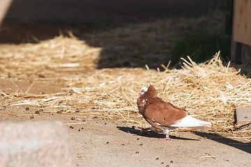 Image showing Capuchine pigeon with wihte head and brown feathers