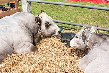 Image showing Catttle lying in hay