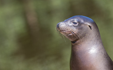 Image showing Sea lion closeup