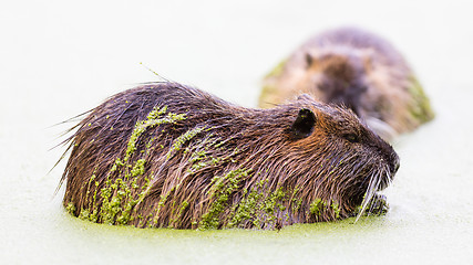 Image showing Myocastor coypus, single mammal