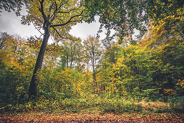 Image showing Forest scenery in the fall