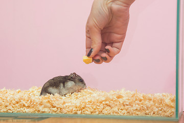 Image showing She feeds the hamster cheese, close-up