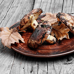 Image showing plate of forest mushrooms