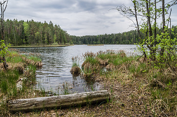 Image showing Spring landscape in the forest lake