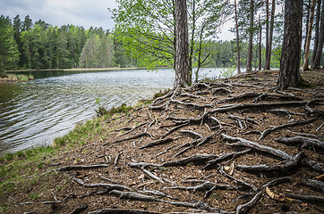 Image showing Spring landscape in the forest lake