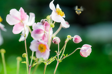 Image showing Pale pink flower Japanese anemone, close-up