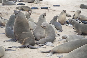 Image showing Seals at Cape Cross