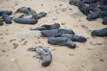 Image showing Seals at Cape Cross