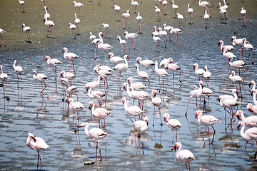 Image showing Flamingoes