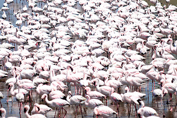 Image showing Flamingoes