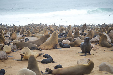 Image showing Seals at Cape Cross